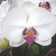 画像をギャラリービューアに読み込む, 胡蝶蘭 ミドル 5本立(58輪前後)_装花祝花