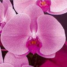 画像をギャラリービューアに読み込む, 胡蝶蘭 ハイグレード 3本立(38輪前後)_装花祝花