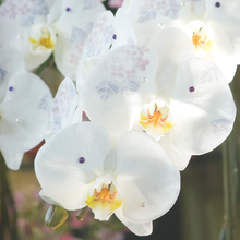 画像をギャラリービューアに読み込む, 化粧蘭 3本立_装花祝花