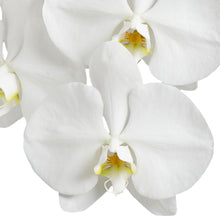 画像をギャラリービューアに読み込む, 胡蝶蘭 スタンダード 3本立(30輪前後)_装花祝花