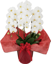 画像をギャラリービューアに読み込む, 胡蝶蘭 スタンダード 3本立(30輪前後)_装花祝花|法人向け祝い花・ギフトに最適(大阪市内送料無料・即日配送対応)