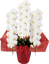 画像をギャラリービューアに読み込む, 胡蝶蘭 ハイグレード 3本立(38輪前後)_装花祝花|法人向け祝い花・ギフトに最適(大阪市内送料無料・即日配送対応)