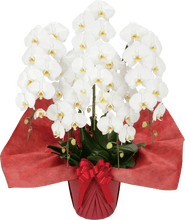 画像をギャラリービューアに読み込む, 胡蝶蘭 スタンダード 5本立(50輪前後)_装花祝花|法人向け祝い花・ギフトに最適(大阪市内送料無料・即日配送対応)
