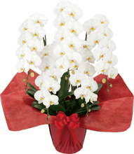 画像をギャラリービューアに読み込む, 胡蝶蘭 ミドル 5本立(58輪前後)_装花祝花|法人向け祝い花・ギフトに最適(大阪市内送料無料・即日配送対応)