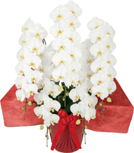 画像をギャラリービューアに読み込む, 胡蝶蘭 ハイグレード 5本立(65輪前後)_装花祝花