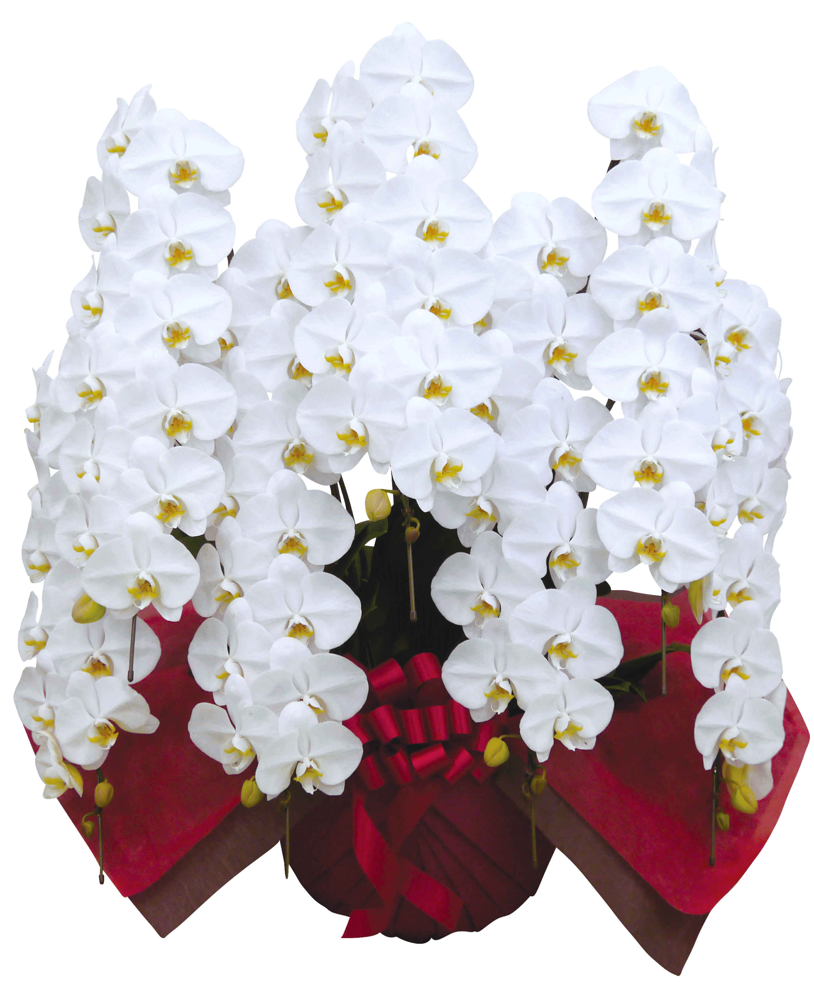 大輪 胡蝶蘭【大阪市内限定】超豪華 7本立（84輪以上）_装花祝花｜胡蝶