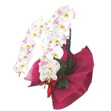 画像をギャラリービューアに読み込む, 化粧蘭 2本立_装花祝花|法人向け祝い花・ギフトに最適(大阪市内送料無料・即日配送対応)