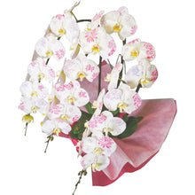 画像をギャラリービューアに読み込む, 化粧蘭 3本立_装花祝花|法人向け祝い花・ギフトに最適(大阪市内送料無料・即日配送対応)