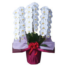 画像をギャラリービューアに読み込む, 胡蝶蘭 ハイグレード 3本立(38輪前後)_装花祝花