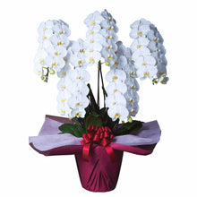 画像をギャラリービューアに読み込む, 胡蝶蘭 ハイグレード 5本立(65輪前後)_装花祝花