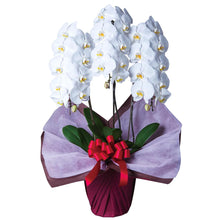 画像をギャラリービューアに読み込む, 胡蝶蘭 スタンダード 3本立(30輪前後)_装花祝花