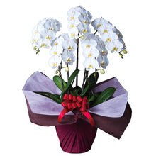 画像をギャラリービューアに読み込む, 胡蝶蘭 スタンダード 5本立(50輪前後)_装花祝花