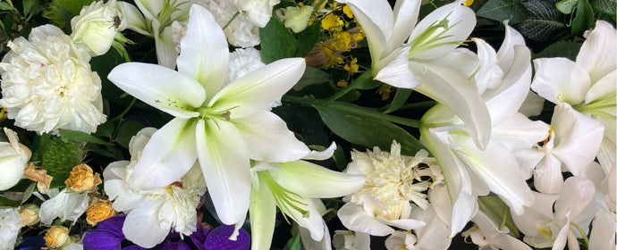 胡蝶蘭を大阪で安く購入するには？価格と品質を両立する選び方ガイド