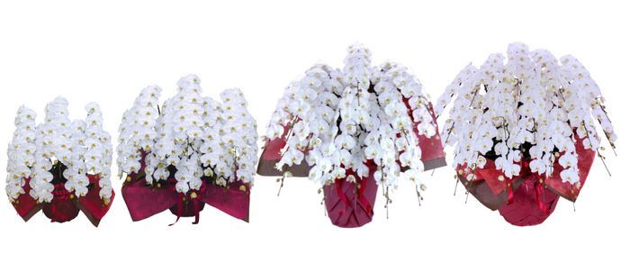 胡蝶蘭 法人向け 大ボリュームギフト｜7本立〜20本立まで徹底比較