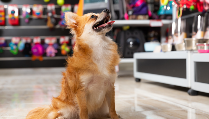 ペットショップ・ドッグサロンの開店祝いに最適な胡蝶蘭と観葉植物の選び方