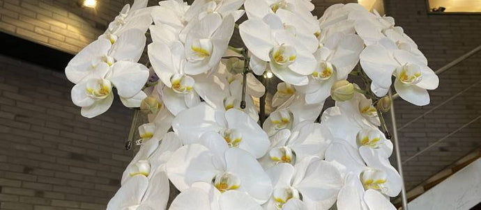開店祝いに贈る胡蝶蘭のマナーと抑えるポイント