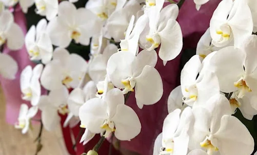 胡蝶蘭の色と本数の意味を解説！白・ピンク・黄色の由来と3本・5本立てのマナー