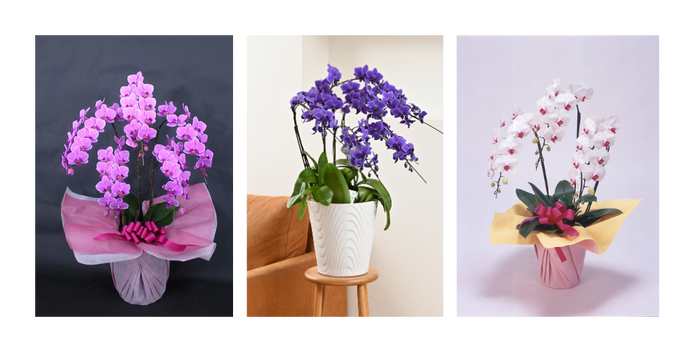 母親の誕生日に胡蝶蘭を贈る｜年代別の選び方と喜ばれるギフトマナー