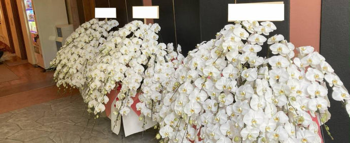 開業祝いに贈る胡蝶蘭｜お祝い花を贈る際のマナーとおすすめする理由