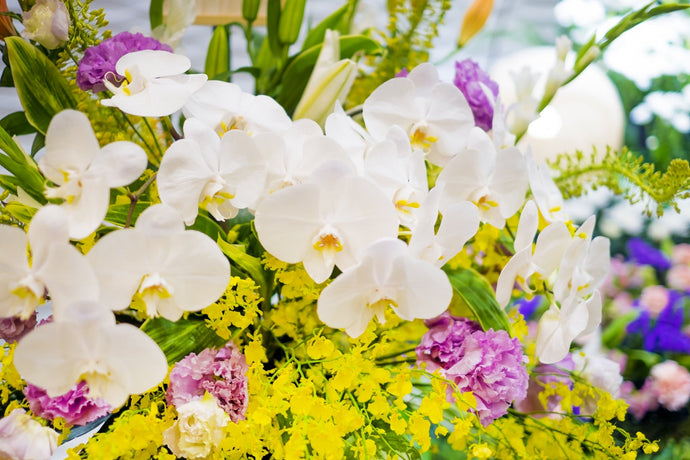 胡蝶蘭の種類と色の選び方｜贈る相手・シーン別に最適な組み合わせを解説