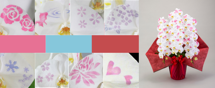 化粧蘭とは？胡蝶蘭を彩る特別な贈答花