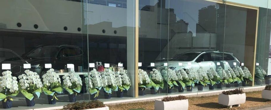 法人施設の開設祝いに胡蝶蘭を贈る完全ガイド｜マナー・選び方・おすすめ商品を専門店が解説