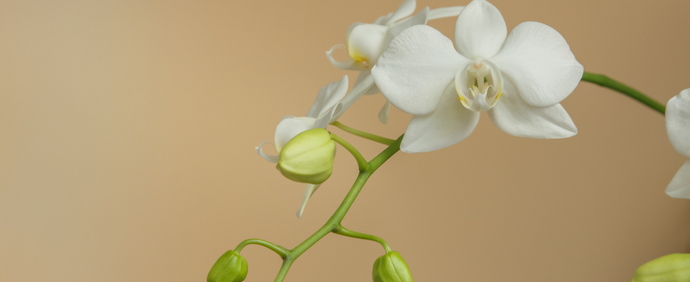 胡蝶蘭で故人を偲ぶ｜法要・お彼岸・慰霊祭に最適な供花のおすすめ選び方