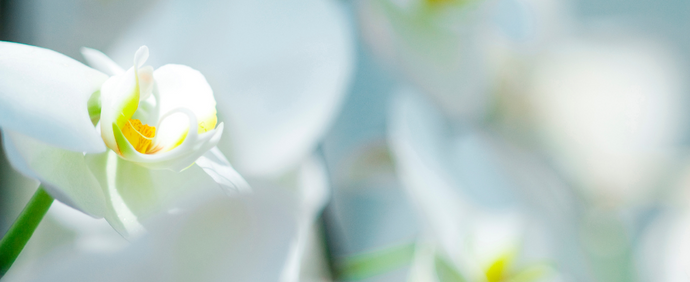 胡蝶蘭専門店として選ばれる理由｜法人ギフト・開店祝いに最適な花贈り