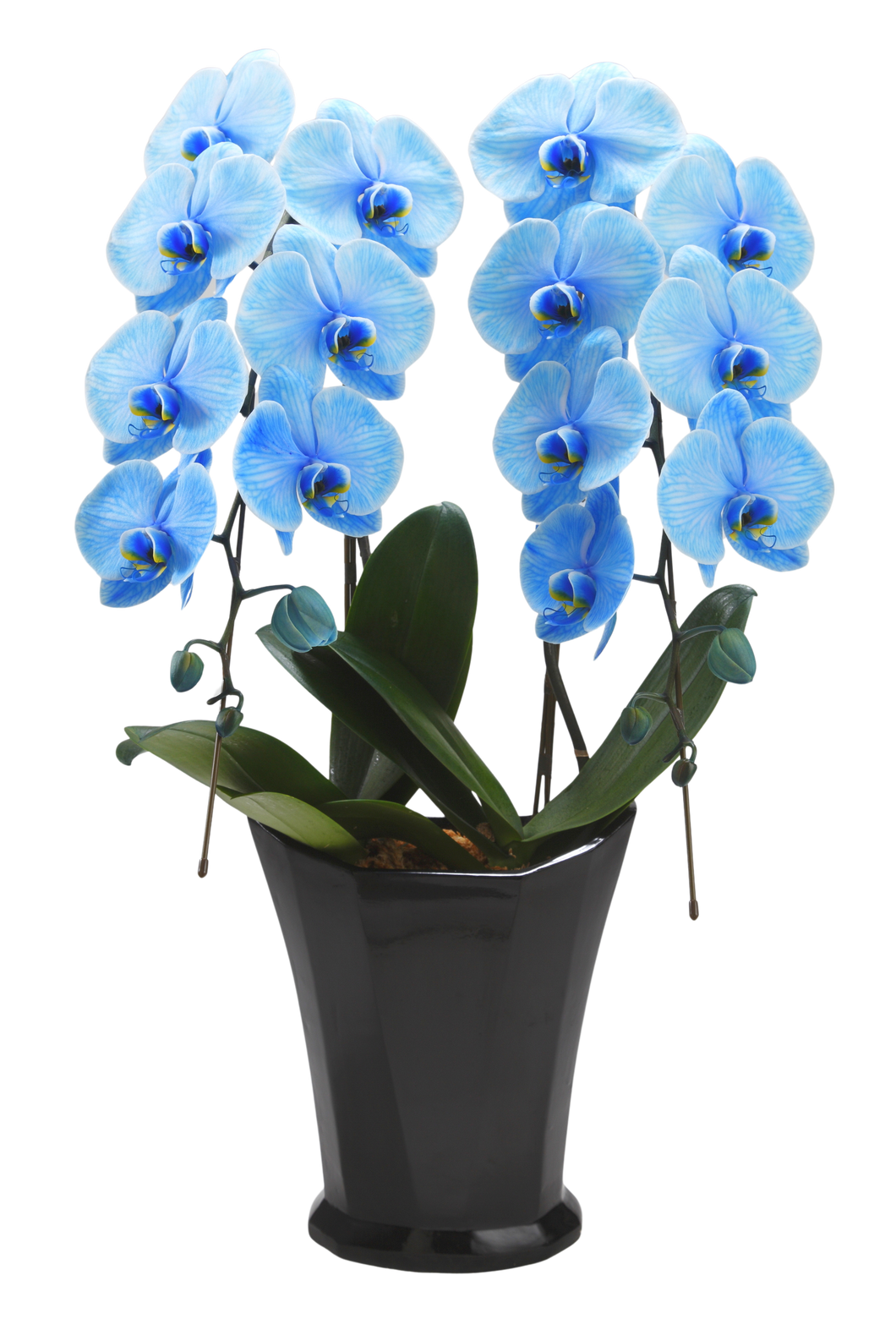 エレガンス胡蝶蘭2本or3本立 ブルー_装花祝花