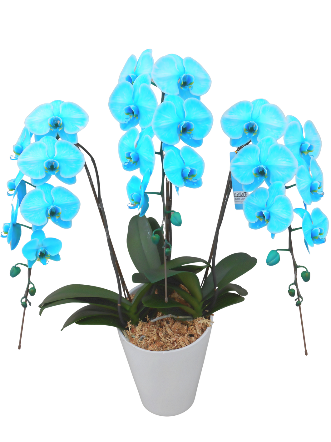 エレガンス胡蝶蘭2本or3本立 マリンブルー_装花祝花
