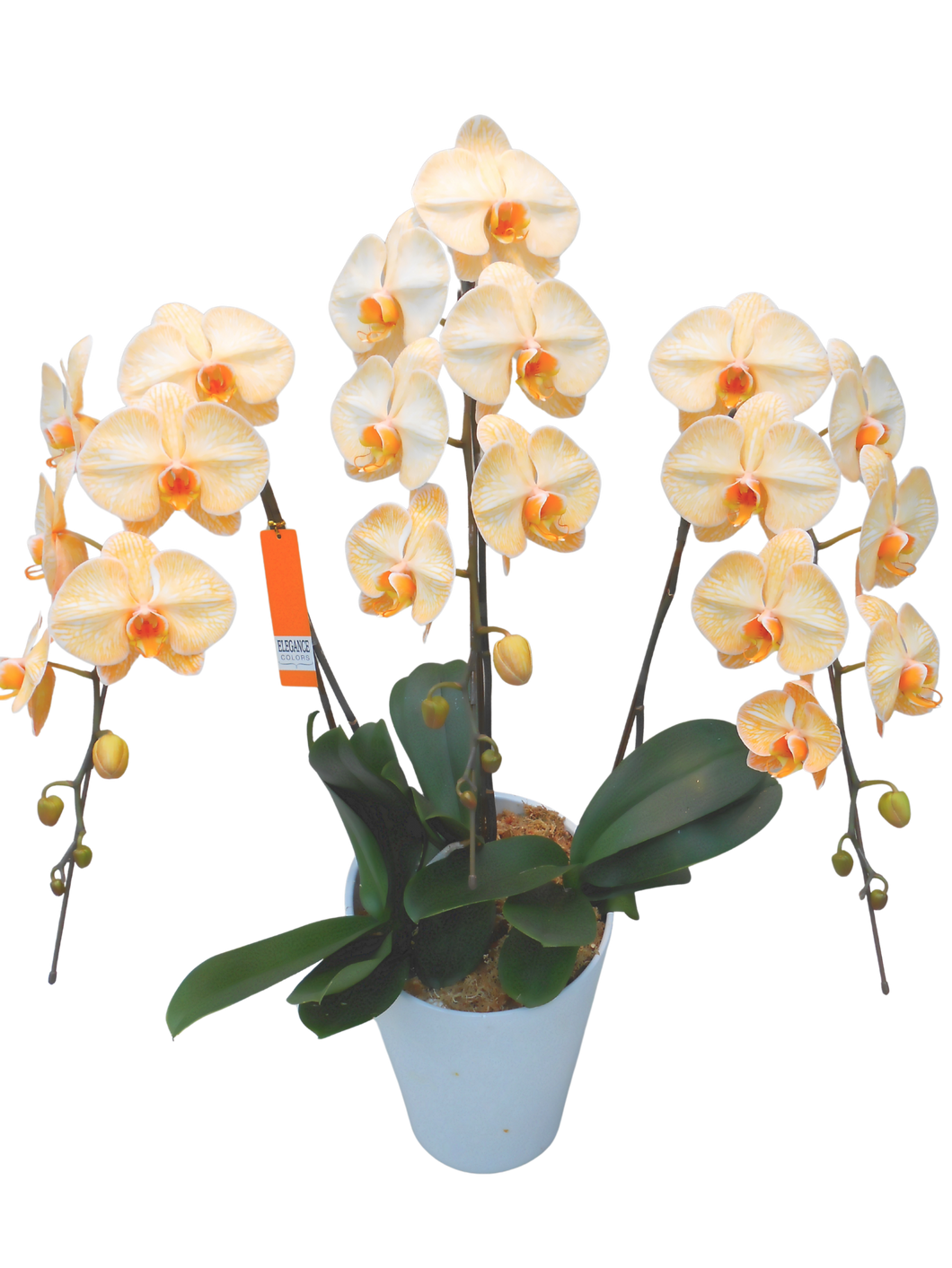 エレガンス胡蝶蘭2本or3本立 オレンジ_装花祝花