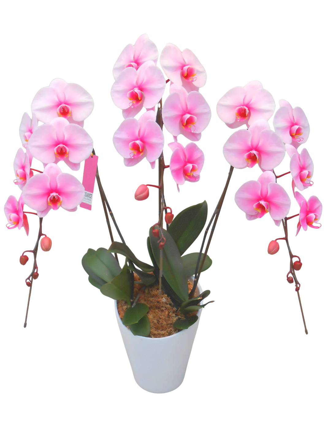エレガンス胡蝶蘭2本or3本立 ピンク_装花祝花