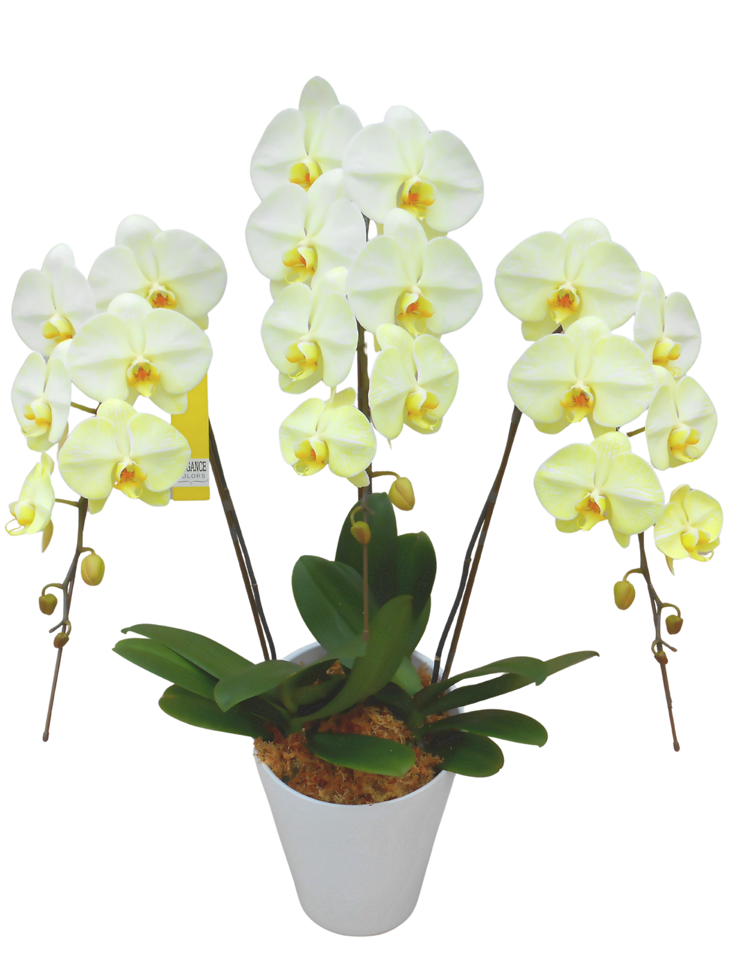 エレガンス胡蝶蘭2本or3本立 イエロー_装花祝花