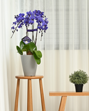 画像をギャラリービューアに読み込む, ミディ胡蝶蘭Blue Gene（ブルージーン）3本立_装花祝花
