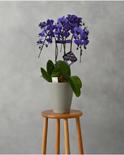 画像をギャラリービューアに読み込む, ミディ胡蝶蘭Blue Gene（ブルージーン）3本立_装花祝花
