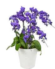 画像をギャラリービューアに読み込む, ミディ胡蝶蘭Blue Gene（ブルージーン）5本立_装花祝花
