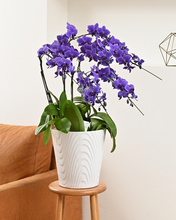 画像をギャラリービューアに読み込む, ミディ胡蝶蘭Blue Gene（ブルージーン）5本立_装花祝花

