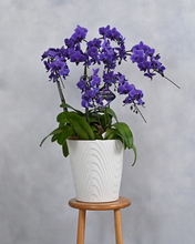 画像をギャラリービューアに読み込む, ミディ胡蝶蘭Blue Gene（ブルージーン）5本立_装花祝花
