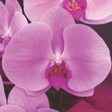 画像をギャラリービューアに読み込む, 胡蝶蘭 ミドル ５本立（58輪前後）_装花祝花
