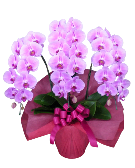 胡蝶蘭ピンク ハイグレード ３本立（38輪前後）_装花祝花