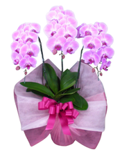 画像をギャラリービューアに読み込む, 胡蝶蘭ピンク スタンダード ３本立（30輪前後）_装花祝花
