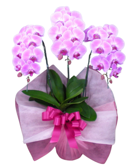 胡蝶蘭ピンク スタンダード ３本立（30輪前後）_装花祝花