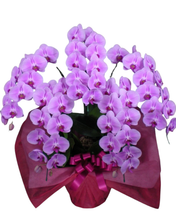 画像をギャラリービューアに読み込む, 胡蝶蘭ピンク ハイグレード 5本立（65輪前後）_装花祝花
