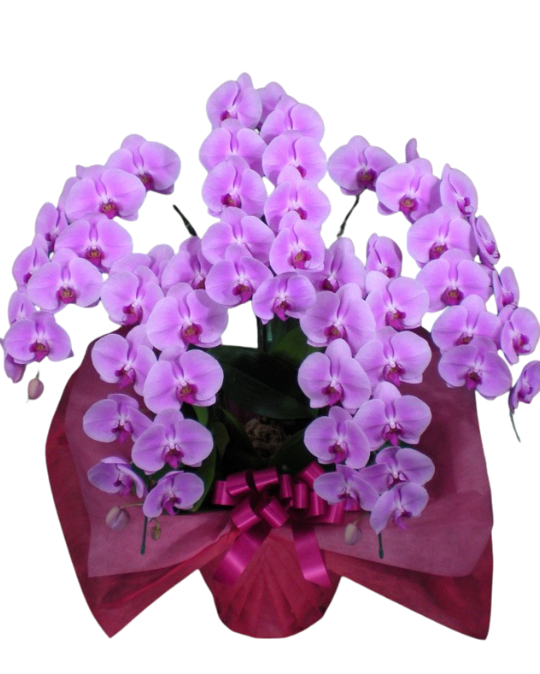 胡蝶蘭ピンク ハイグレード 5本立（65輪前後）_装花祝花