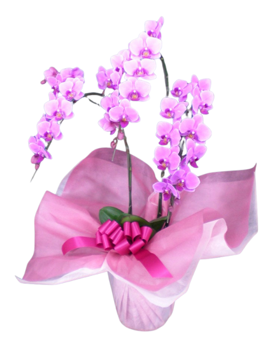 ミディ胡蝶蘭ピンク ３本立_装花祝花