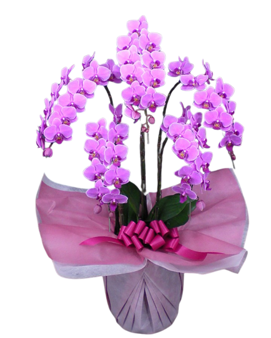ミディ胡蝶蘭ピンク ５本立_装花祝花