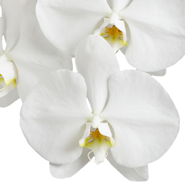 胡蝶蘭【大阪市内限定】超豪華 15本立（180輪以上）_装花祝花