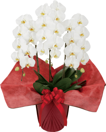 大輪胡蝶蘭 3本立ち 白