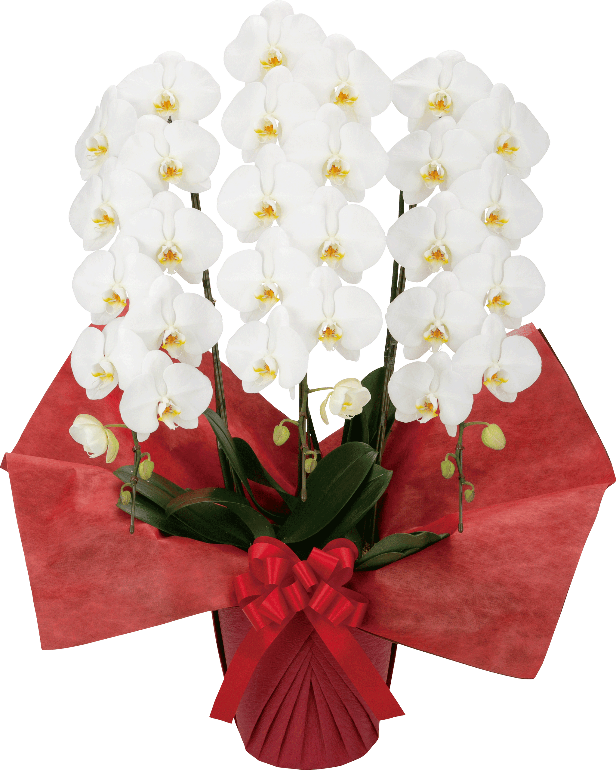 花ルンルン様36 胡蝶蘭 ミドル 3本立（33輪前後）_装花祝花｜オープン祝い 花