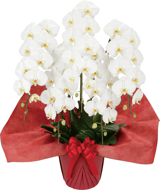 大輪胡蝶蘭 3本立ち 白